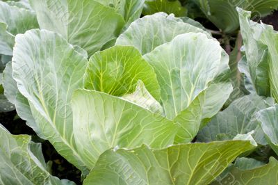 Cabbage close up