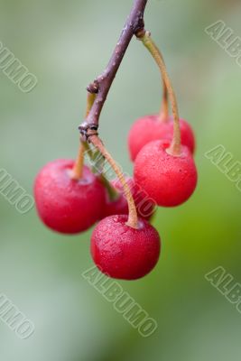 Cherry branch