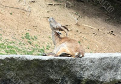 Female Ibex
