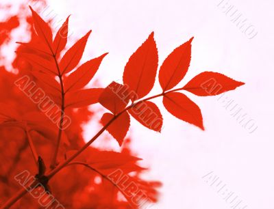 Red  leaves