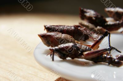 fried grasshoppers