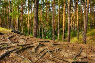 great coniferous forest great coniferous forest