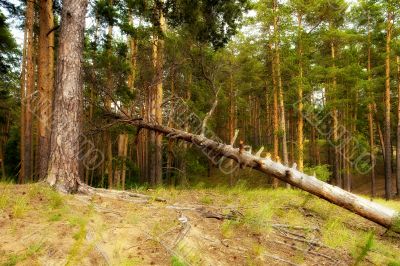 oniferous forest and dry tree