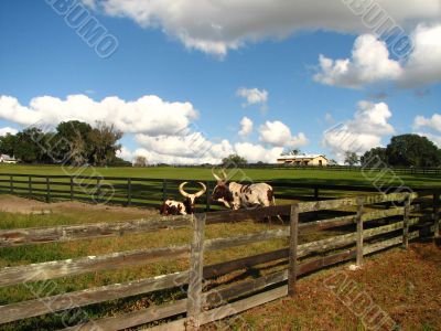 Bulls in Cow Pen