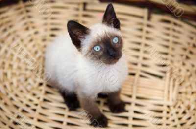 precious little cat in a basket