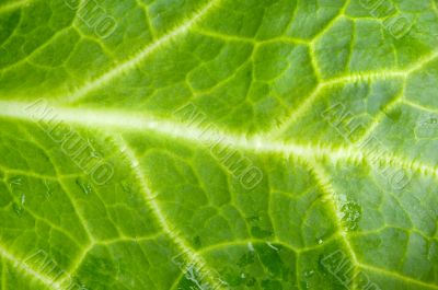 a photo macro of leaf green lettuce and fresh