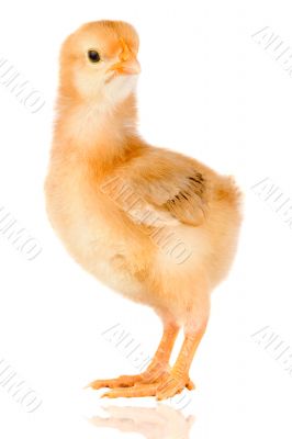 Yellow little chicken Yellow little chicken