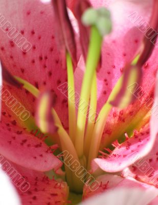pink flower reproductive parts