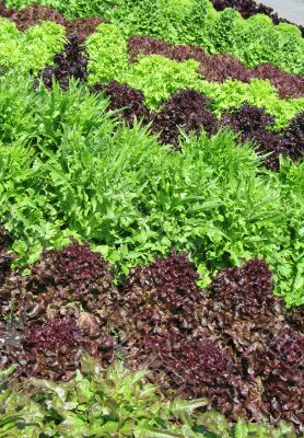 different lettuces growing in a garden