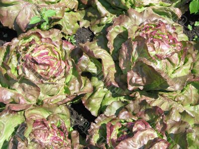 fresh green and red lettuce in a garden