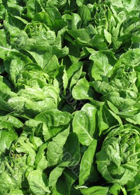 fresh green lettuce in a garden