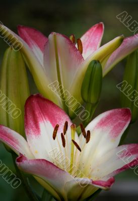 Pair of lilies