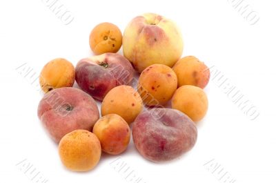 apricot and peach on white