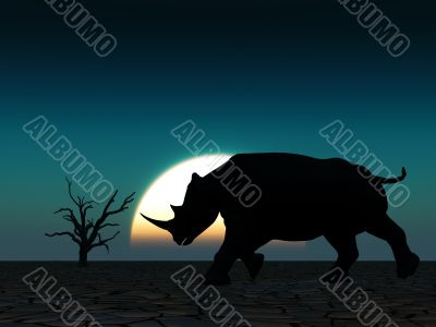 Rhino Wildlife Rhino Wildlife