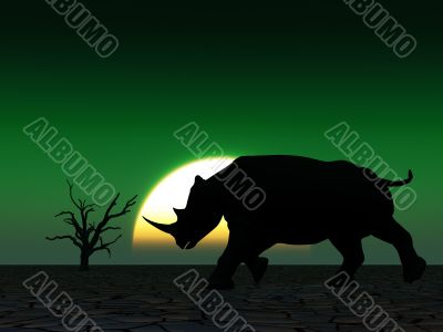 Rhino Wildlife Rhino Wildlife