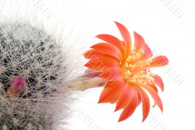 Cactus flower on the white background