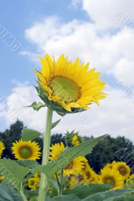 amazing sunflower