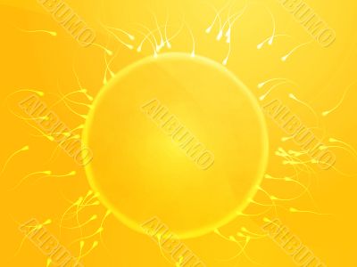 Egg fertilization illustration Egg fertilization illustration