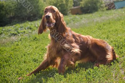 lying irish setter