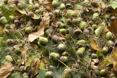 Still life with oak leaves and acorns.