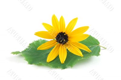 flower flower