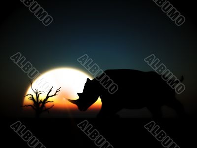 Rhino Wildlife Rhino Wildlife