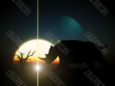 Rhino Wildlife Rhino Wildlife