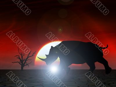 Rhino Wildlife Rhino Wildlife