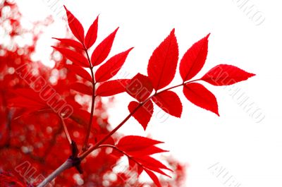 Red leaves