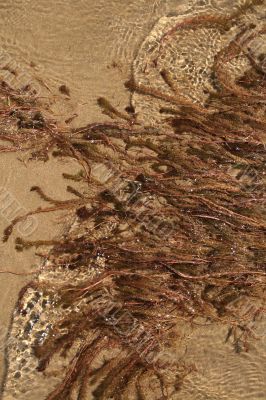 Water-plant on sand background