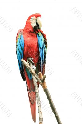 Parrot Parrot