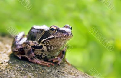 Sitting frog