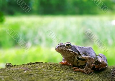 Frog on tree