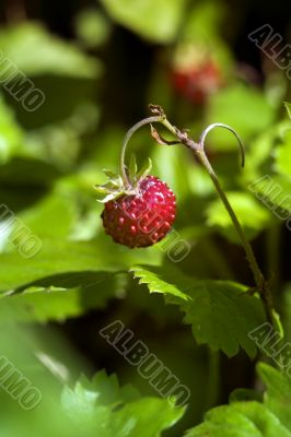 strawberry