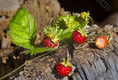 strawberry