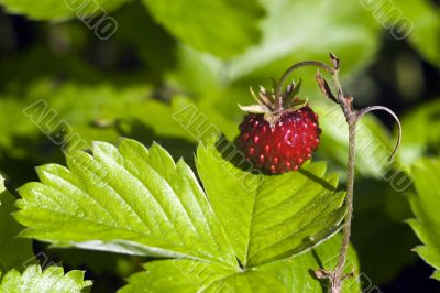 strawberry