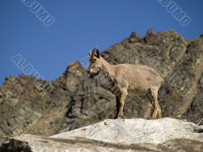 Mountain goat