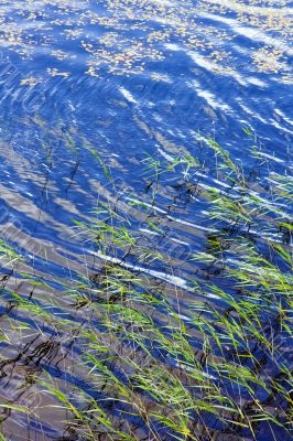 Blue water and green grass