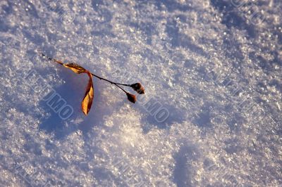 Teil tree leaf on the snow