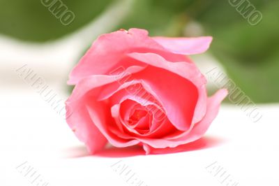 Softly rose