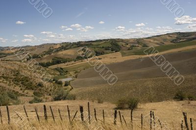 Field of gold