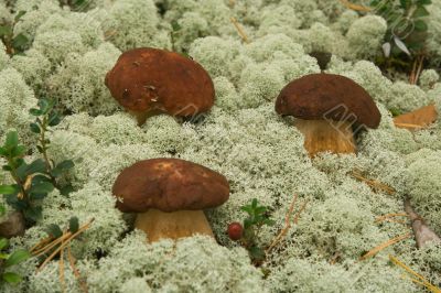 Boletus edulis. Mushrooms in a moss.