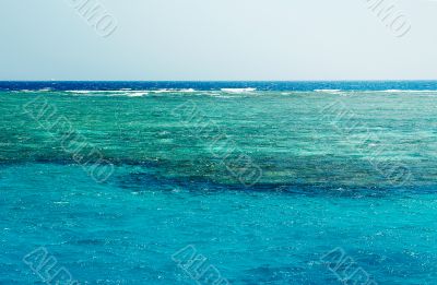 Reffs in the sea. Reffs in the sea.