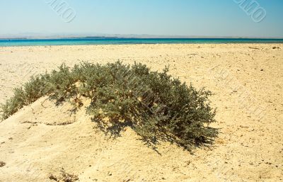 Desert in the Red sea. Desert in the Red sea.