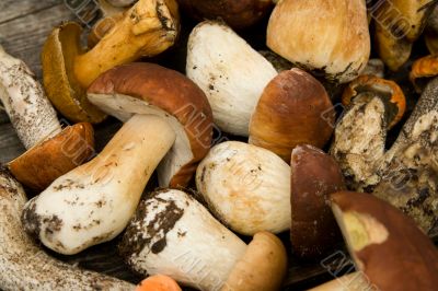 Texture their mushrooms. The reaped crop. Texture their mushrooms. The reaped crop.