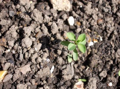 Seedling Seedling