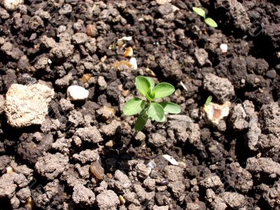 Seedling Seedling