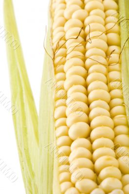 corn on white