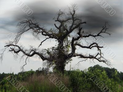 Spooky Tree