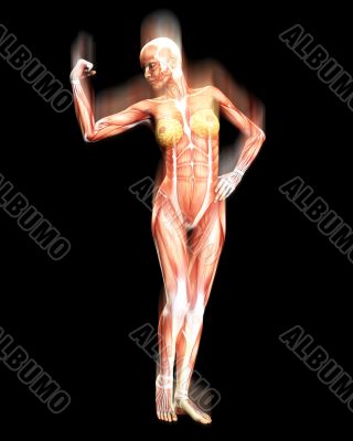 Muscle Body Muscle Body